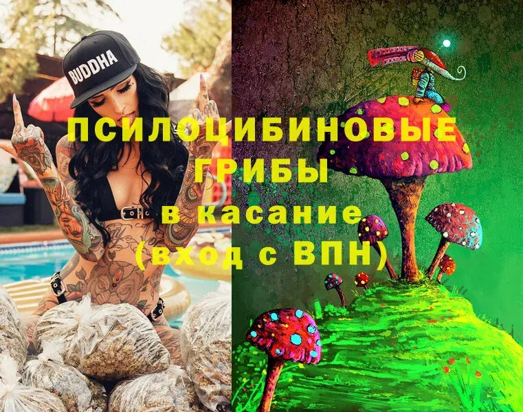 Псилоцибиновые грибы Cubensis  Гаврилов Посад 